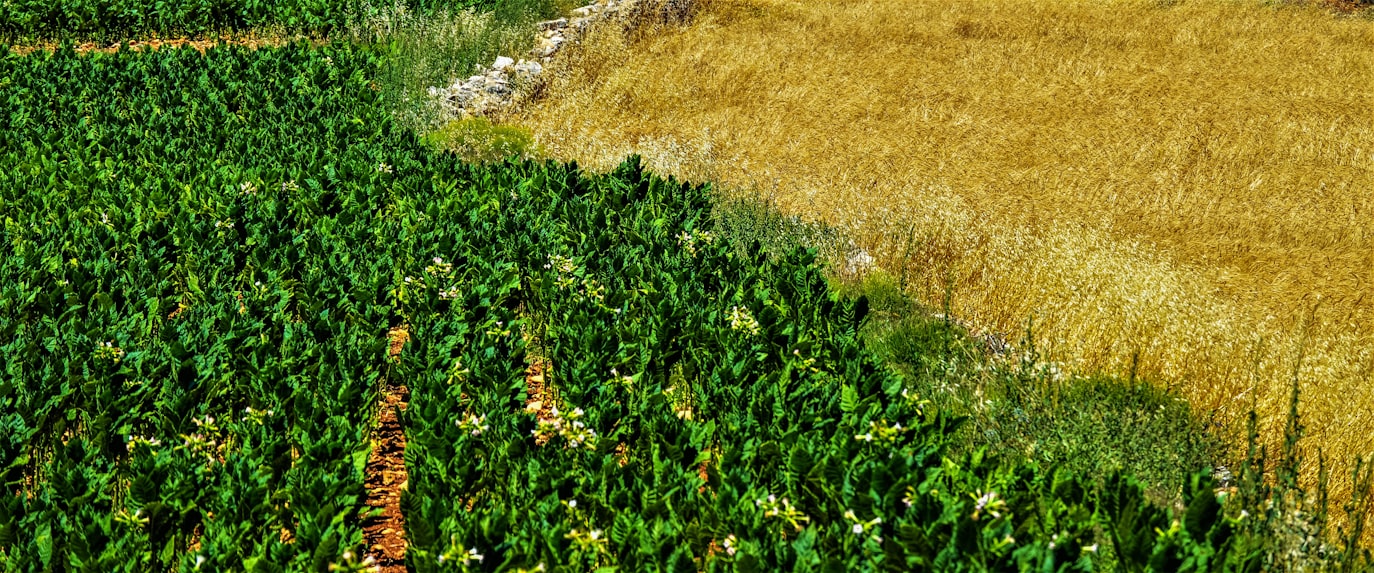 Agricultural innovation