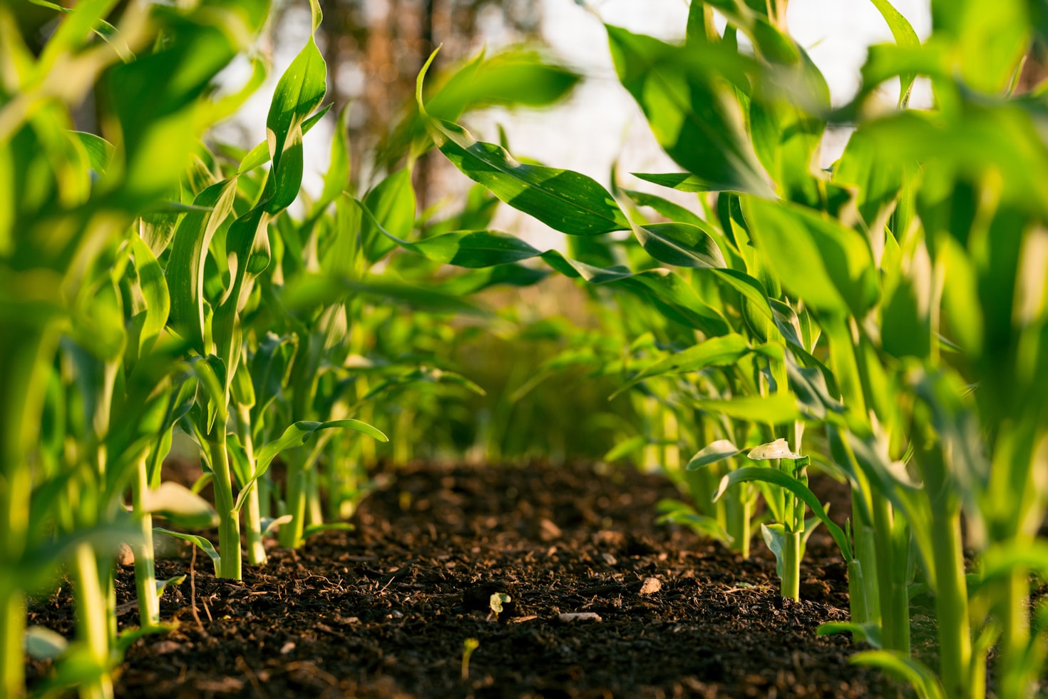 Smart agriculture technology